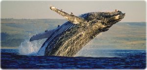Uma opção imperdível é observação de baleias entre Junho e Novembro