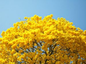 Ipê-amarelo - A Flor Nacional
