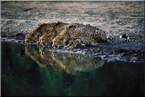 Drinking-Cheetahs-SA-Tourism